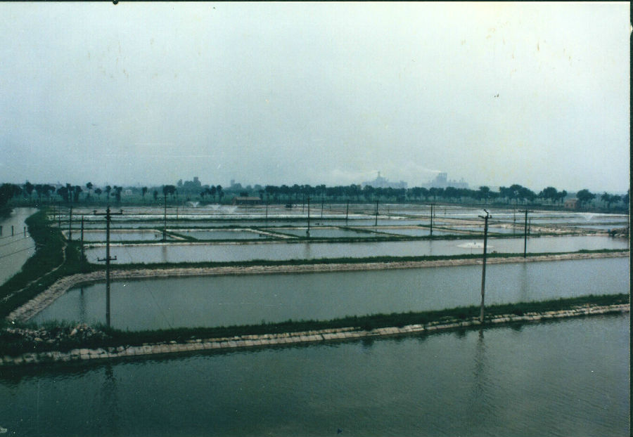 1999年换新渔场.jpg