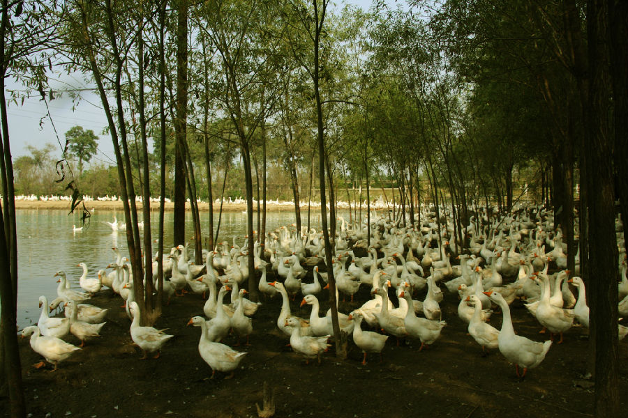 14.板桥镇赵学村白鹅养殖(2009年庄以明 摄).jpg