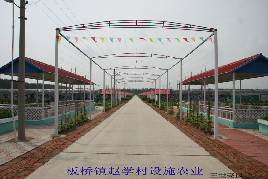 15.板桥镇赵学村设施农业.jpg