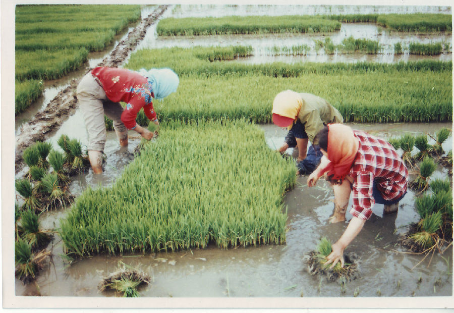 33.农民们正在起稻芽任永利拍摄于1997年.jpg